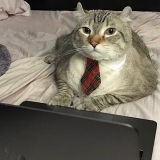 Telegram profile photo for Кот-капиталист