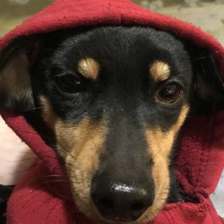 Telegram profile photo for Криворучки