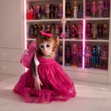 Telegram profile photo for Woman monkey doll🐒