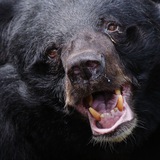 Telegram profile photo for 🇹🇼 Чорний Ведмідь Тайвань