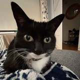 Telegram profile photo for щитпост чиза