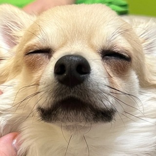 Telegram profile photo for Вектор нормалі