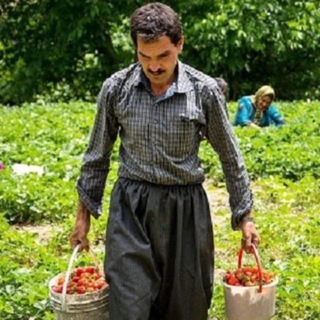 Telegram profile photo for کشاورزان کردستان🌳