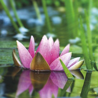 Telegram profile photo for Himalaya Kriya Yoga - mit Lotus Dakini