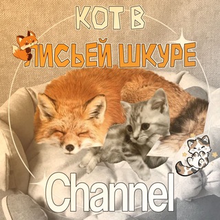 Telegram profile photo for 𐌺᧐ᴛ ʙ ᧘ᥙᥴьᥱᥔ ɯκуρᥱ