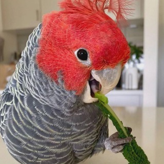 Telegram profile photo for Попужья Клетка MrParrot