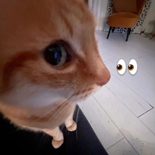 Telegram profile photo for КБЖУрнал Питание | Наука