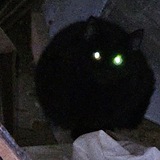 Telegram profile photo for Kat's home
