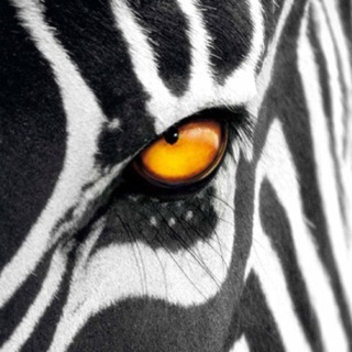 Telegram profile photo for ๐๐ฉ๐๐ณ๐ข๐จ ๐๐ฎ๐ฏ๐ | ๐๐ซ๐ฎ๐ฉ๐ฉ๐จ ๐ฒ