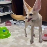 Telegram profile photo for Funny Fennecs!