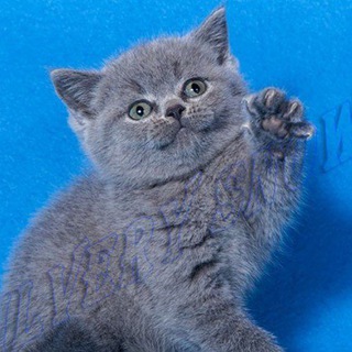 Telegram profile photo for Британские котята. Питомник британских кошек Silvery Snow. Москва British cat cattery © Silvery Snow Moscow