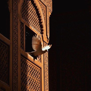 Telegram profile photo for أفـئِدَةُ الطّـير 🌿🕊️