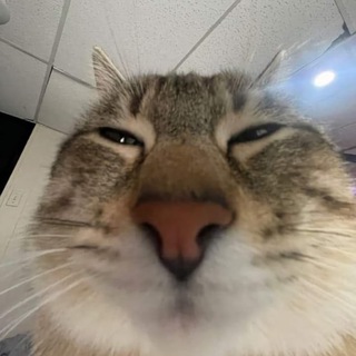 Telegram profile photo for админская