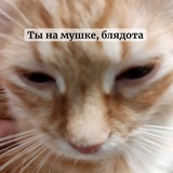 Telegram profile photo for Осколки потерянного