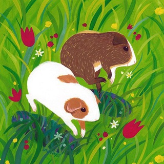 Telegram profile photo for Морские свинки на каждый день