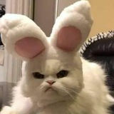 Telegram profile photo for Мяу это Rоттен tоки