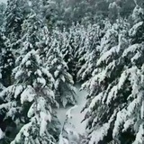 Telegram profile photo for Лесная жизнь