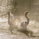 Telegram profile photo for الريّ والزهر