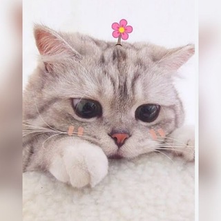 Telegram profile photo for 모든 이얀 결제🔥