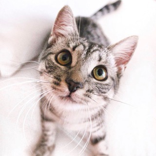 Telegram profile photo for Мягкие лапки