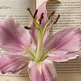 Telegram profile photo for ۶۟ৎ pink hush, a quiet kind of poetry where soft colors 🫖 mend the parts that once felt too heavy
