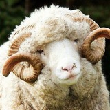 Telegram profile photo for |π₯¨|πππππππ: πΌππ’ πΌππππππ|π₯|
