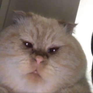 Telegram profile photo for кошковарёжки