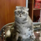 Telegram profile photo for Сот