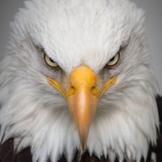 Telegram profile photo for Voo da Águia 🦅 - Livros