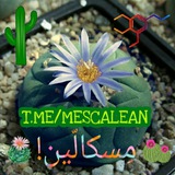 Telegram profile photo for مِسکالّین!