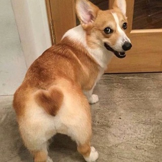 Telegram profile photo for мы оцениваем собак