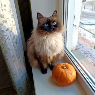 Telegram profile photo for Животные Панкратовой