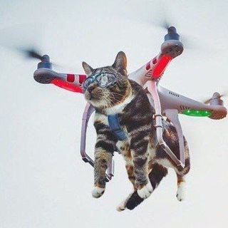 Telegram profile photo for Cats | Funny Pics & Videos