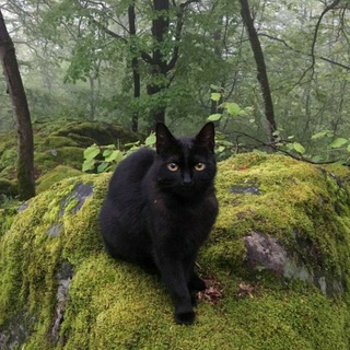 Telegram profile photo for Планета котов