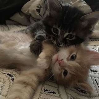 Telegram profile photo for звезды от ешки