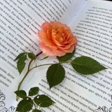 Telegram profile photo for Книжный переулок 24/7