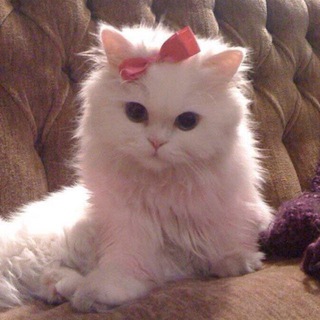Telegram profile photo for Котята 🐾 Котики 🐾 Кошки