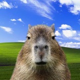 Telegram profile photo for $CAPY