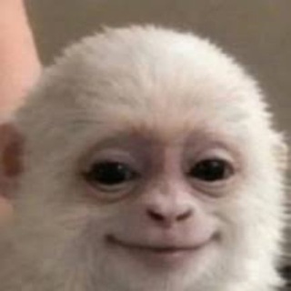 Telegram profile photo for Albert the Monkey