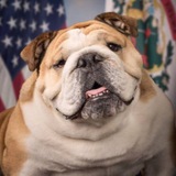 Telegram profile photo for Baby Dog SOLANA