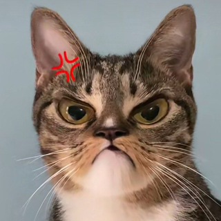 Telegram profile photo for ๐๐๐ง๐จ ๐ฌ๐ช