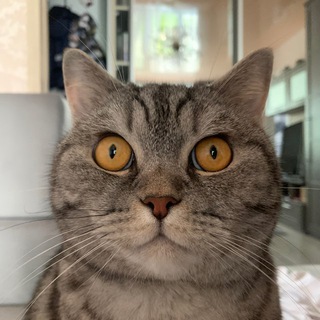Telegram profile photo for mrak's devices