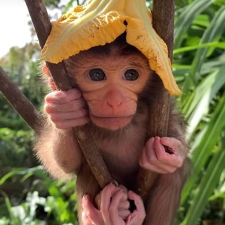 Telegram profile photo for Promotion by Mozart