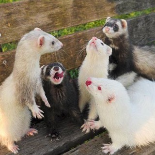 Telegram profile photo for Ferrets