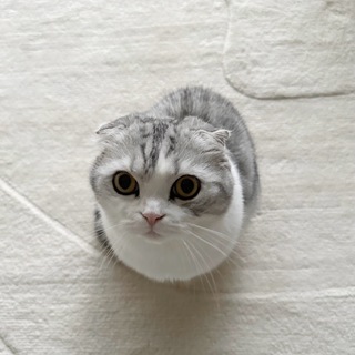 Telegram profile photo for щитпост и прочее дерьмо