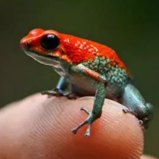 Telegram profile photo for Poison Frogs