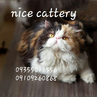Telegram profile photo for Nicecattery