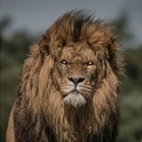 Telegram profile photo for Alsayyad || الــصـيـاد
