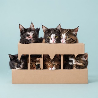Telegram profile photo for Elite Memes βοΈπ¦π§ββοΈππͺ
