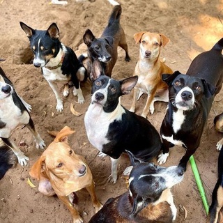 Telegram profile photo for Arambol dogs